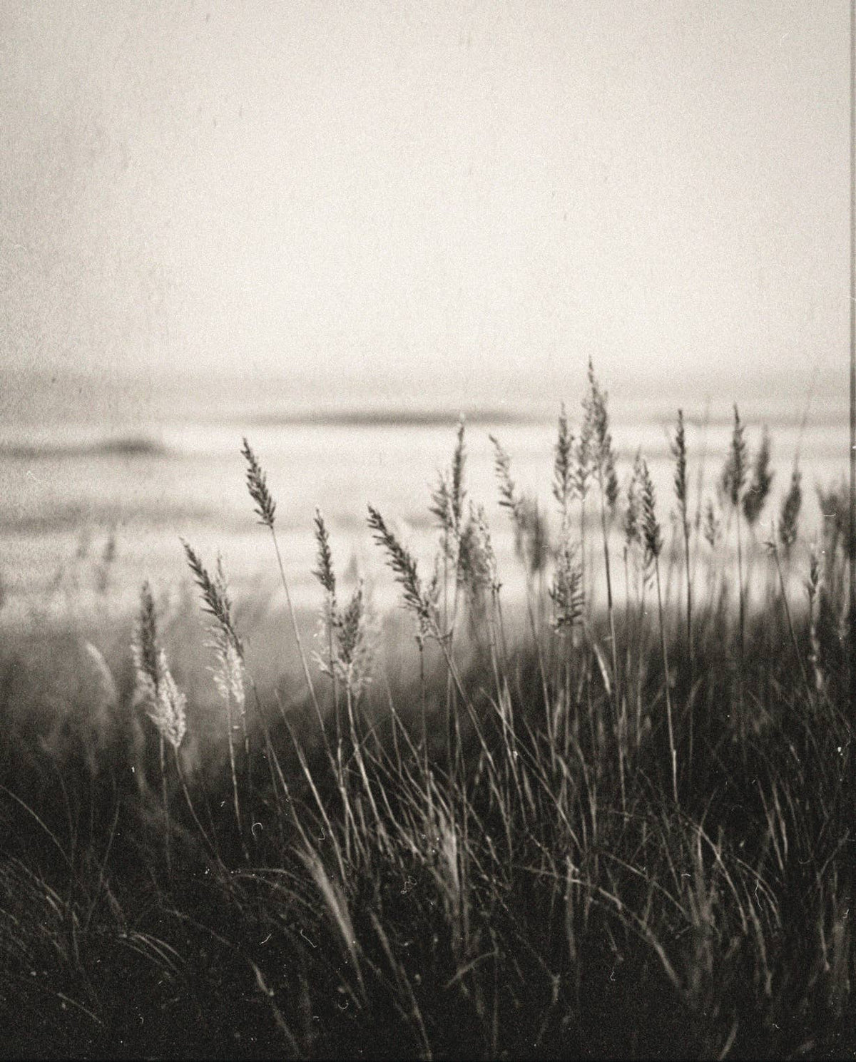COASTAL GRASS Hand Cream